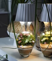 الغابة المضيئة