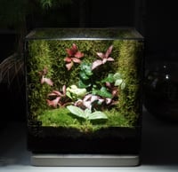 مكعب الحياة