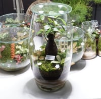 تيراريوم شجرة الذكريات