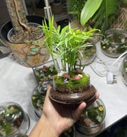 غابة الشميدوريا