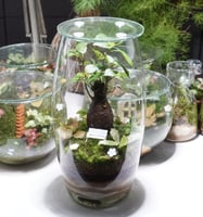 تيراريوم شجرة الذكريات