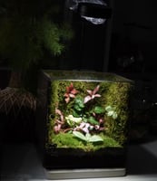 مكعب الحياة