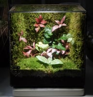 مكعب الحياة