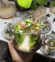 منزل الساحرة