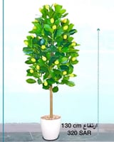 شجرة الليمون