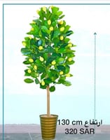 شجرة الليمون