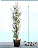 شجرة الساكورا اليابانية