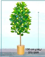 شجرة الليمون