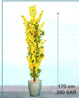 شجرة الساكورا اليابانية