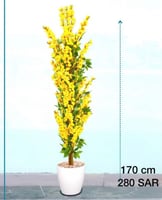 شجرة الساكورا اليابانية