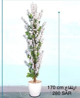 شجرة الساكورا اليابانية