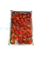 فراولة مصري شبك