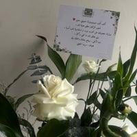 فازه البامبو