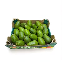 افوكادو كيني كرتون 3.5 كيلو