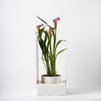 زهرة الكالا ( Calla Lily ) - وردي