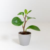ببروميا (Peperomia )
