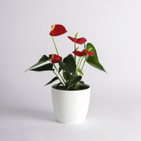 انتوريوم (Anthurium) - أحمر