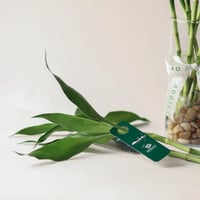 توزيعات اليوم الوطني ( ساق البامبو )