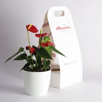 انتوريوم (Anthurium) - أحمر