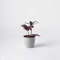 ترادسكانتيا زبرينا ( Tradescantia Zebrina )