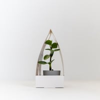 ببروميا (Peperomia )