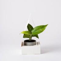 بوتس صغير ( Pothos )