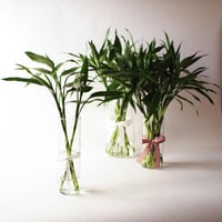 فازة ساق البامبو ( Bamboo ) - صغيرة