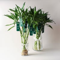 توزيعات اليوم الوطني ( ساق البامبو )