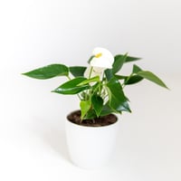 انتوريوم (Anthurium) - أبيض