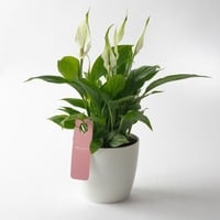 زنبق السلام (Spathiphyllum )