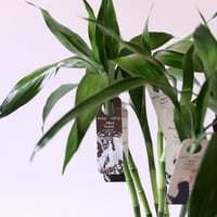 توزيعات يوم التأسيس ( بامبو ) - كبير