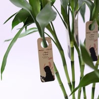 توزيعات يوم التأسيس ( بامبو ) - وسط