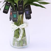 توزيعات ساق البامبو لليوم الوطني 95 - فازة كبيرة