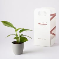 بوتس صغير ( Pothos )