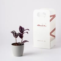 ترادسكانتيا زبرينا ( Tradescantia Zebrina )