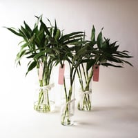 فازة ساق البامبو ( Bamboo ) - صغيرة