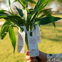 توزيعات العيد ( ساق البامبو ) - صغير