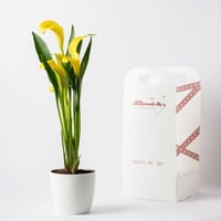 زهرة الكالا ( Calla Lily ) - أصفر