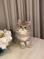 ذكر -هاف بيكي بيرشن