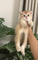 انثى - سكوتش ستريت