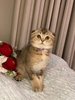 ‏ ذكر - برتش Ny25-‏اطراف قصيره + شهاده التطعيم