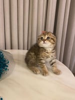 ذكر- سكوتش تربل فولد - اطراف قصيره + شهاده التطعيم