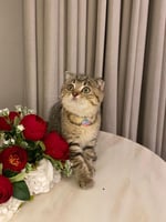 انثى - سكوتش single fold -N24 tiger + شهاده التطعي...