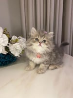 ذكر -هاف بيكي بيرشن