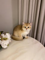 ذكر - سكوتش ستريت+ شهاده التطعيم