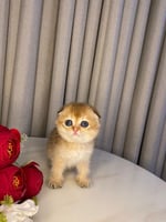 انثى- سكوتش تربل فولد Ny12