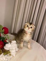 انثى- سكوتش فولد + شهاده التطعيم