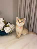 انثى - سكوتش ستريت