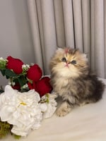 ذكر- بيرشن مون فيس - اطراف قصيره مستوى Top