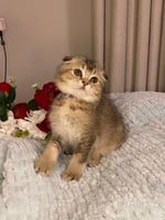 ‏ ذكر - برتش Ny25-‏اطراف قصيره + شهاده التطعيم